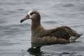 Black-footed Albatross